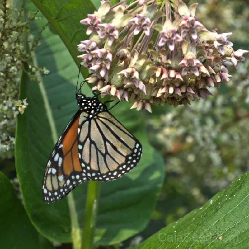 Common Milkweed Seeds — Monarch Butterfly Host Plant - View 3