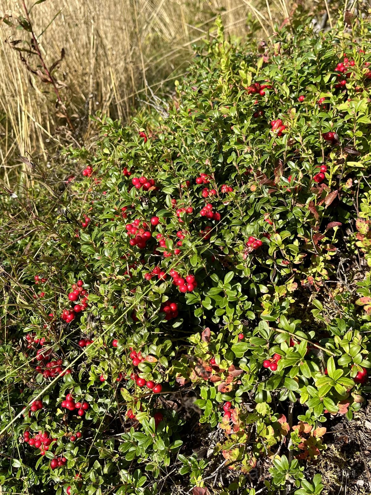 Lingonberry 'Red Pearl' Seeds — Tart Berry Ground Cover - Alt