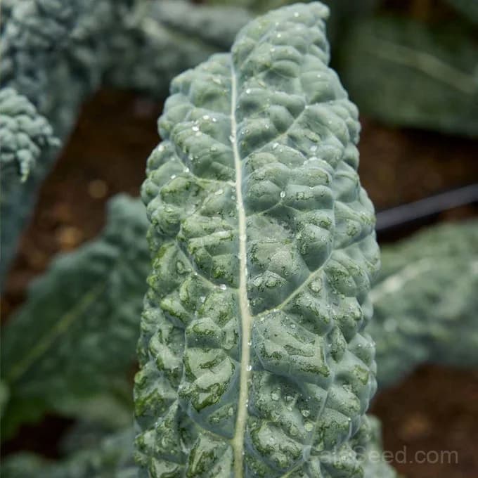 Black Jack F1 Kale Seeds — High-Yield Dark Leafy Greens - View 3