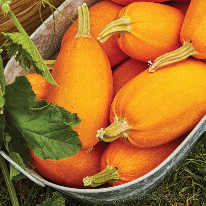 Hasta La Pasta Winter Squash Seeds — High-Yield Italian Heirloom - Alt