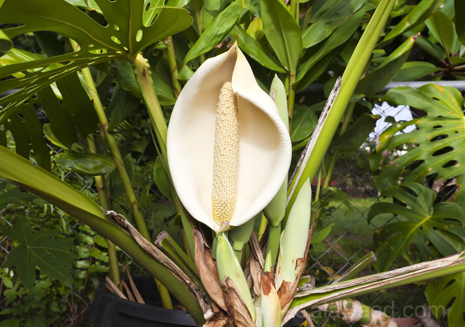 Split Leaf Philodendron 'Monstera Deliciosa' Seeds — Swiss Cheese Vine Plant - View 4