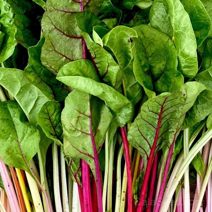 Bright Lights Swiss Chard Seeds — Rainbow Stems Ornamental Edible - Main