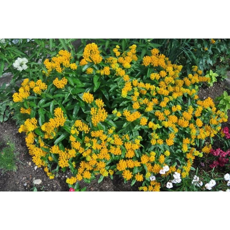 Hello Yellow Milkweed Seeds — Native Pollinator Perennial - View 5