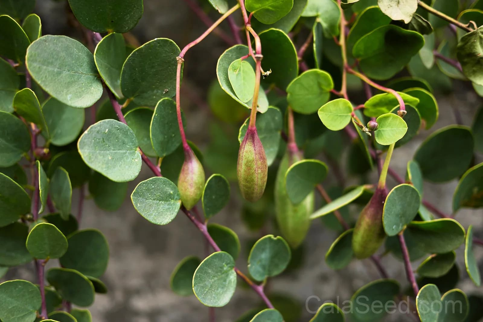 Caper Bush 'Flinders Rose' Seeds — Edible Flower Buds - View 6