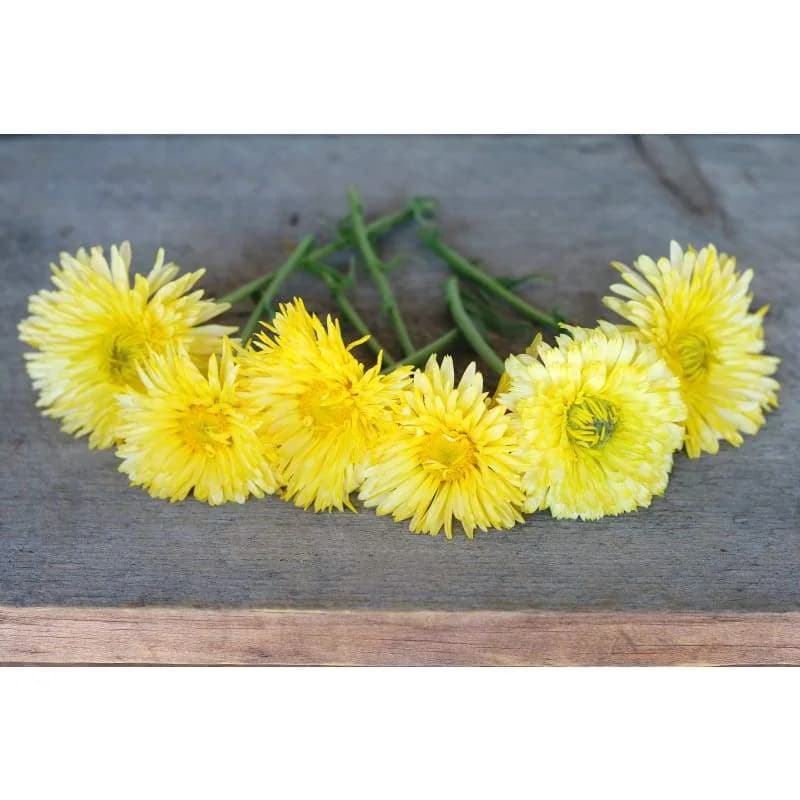 Lemon Cream Calendula Seeds — Creamy Yellow Edible Blooms - View 4