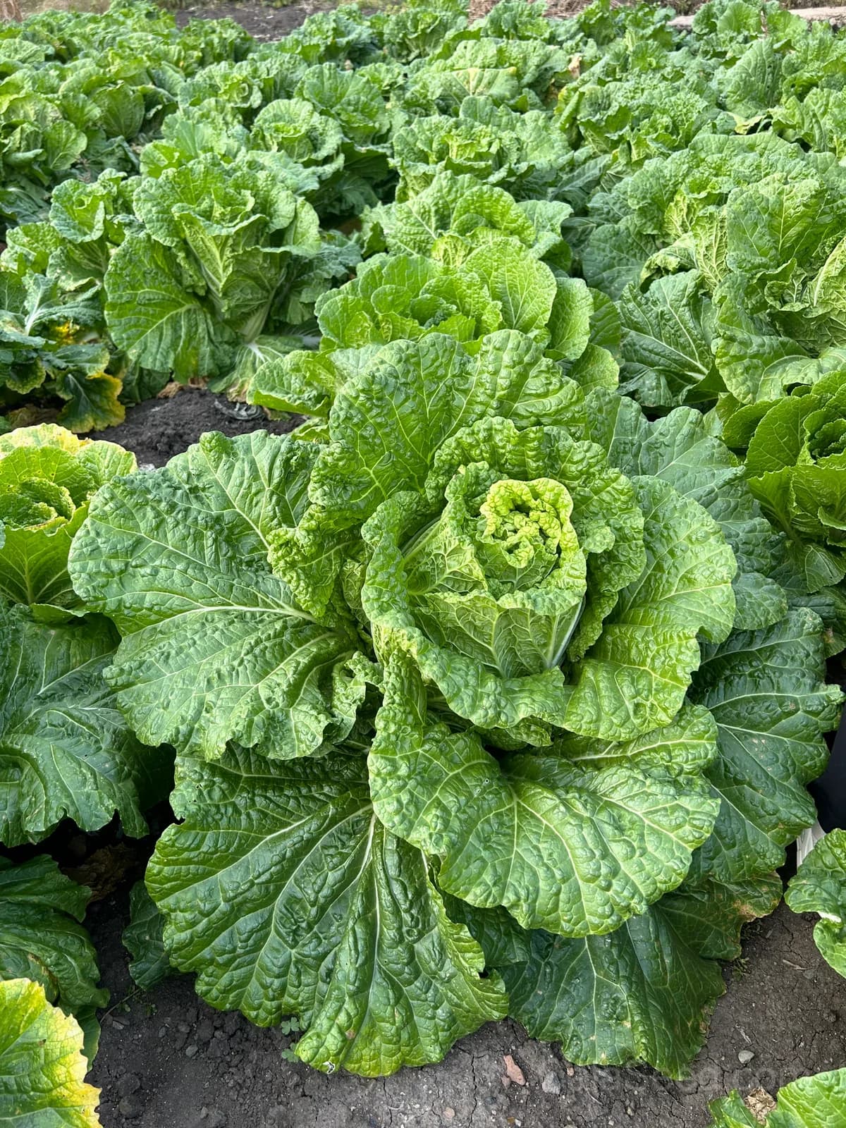 Barrel Head Napa Cabbage Seeds — Crunchy Asian Greens - View 2