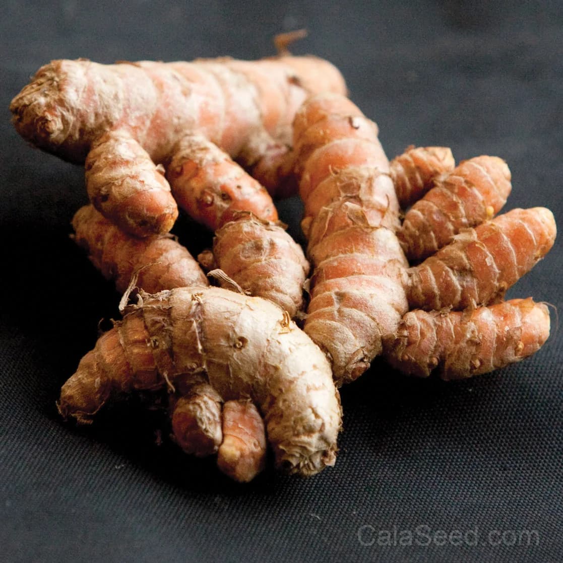 Turmeric 'Curcuma Longa' Rhizomes — Golden Spice Superfood - Main