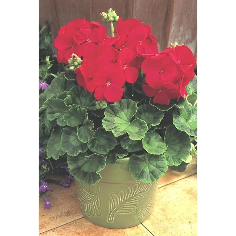 Multibloom Red Geranium Seeds — Continuous Blooming Flower - View 2