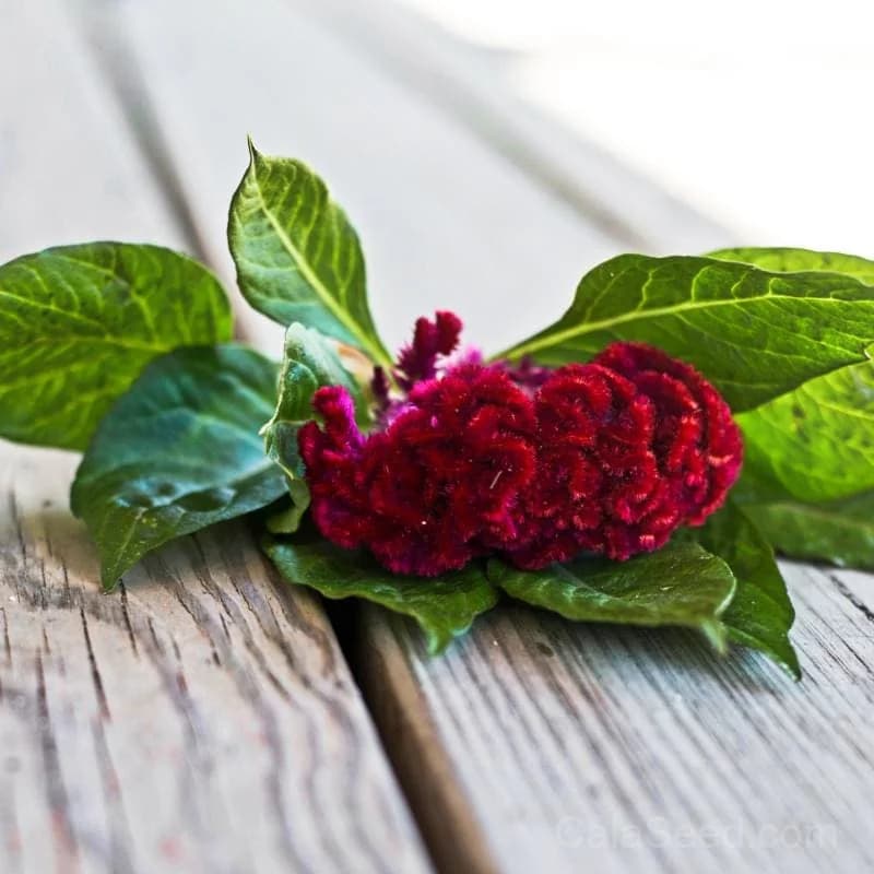 Coral Garden Celosia Seeds — Vibrant Coral-Like Blooms - View 5