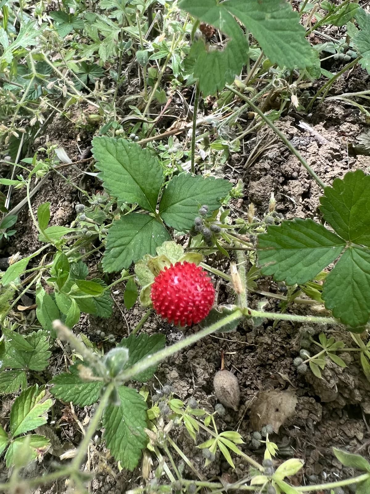 Raspberry 'Ruby Red' Seeds — Sweet Home Garden Fruit - Alt