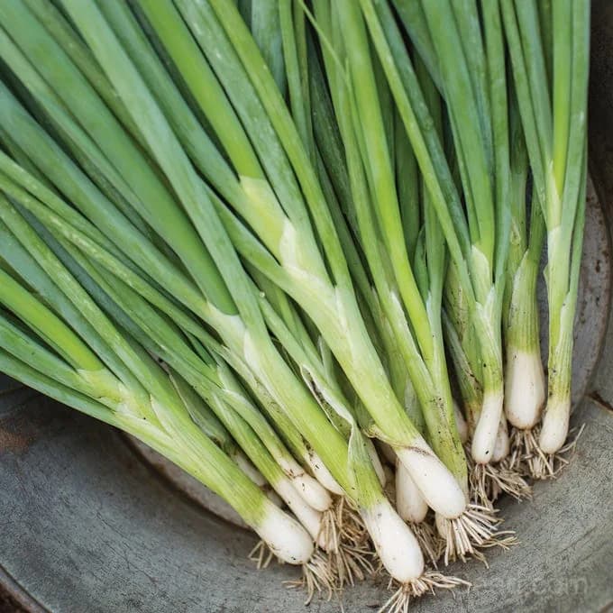 Evergreen Long White Bunching Onion Seeds — Perennial Bunching Variety - Main