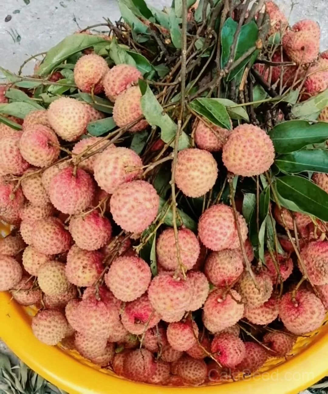 Lychee Seeds — Sweet Tropical Fruit - View 7