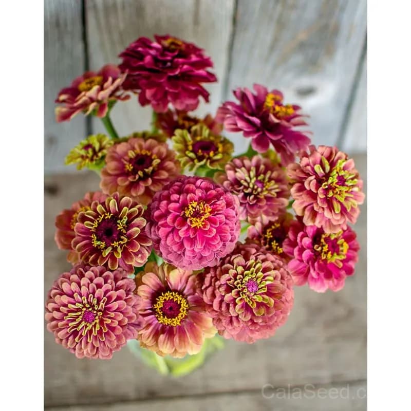 Queeny Red Lime Zinnia Seeds — Vibrant Bicolor Blooms - Alt