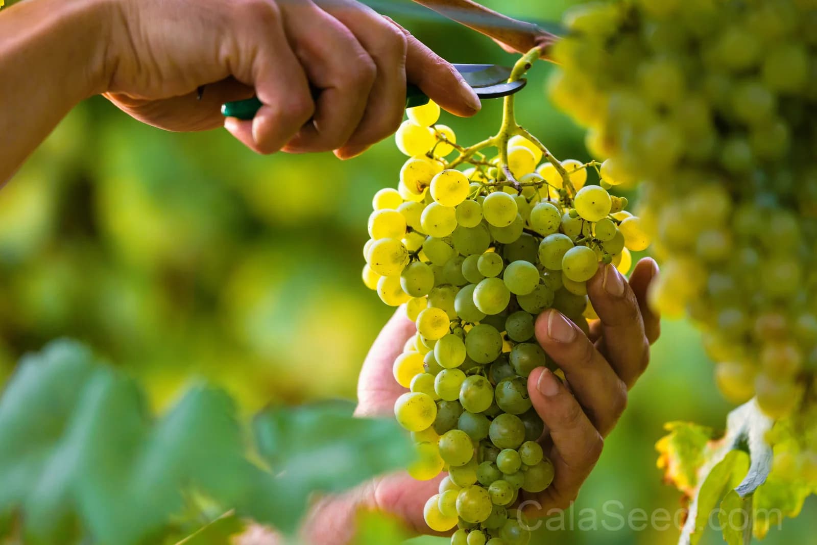 Green Dessert Grape 'Vitis Vinifera' Seeds — Sweet Table Fruit Vine - Alt