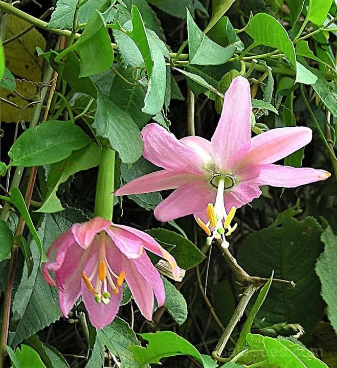 Pink Passion Flower 'Banana Passion Fruit' Seeds — Yellow Skin Orange Pulp Vine - View 4