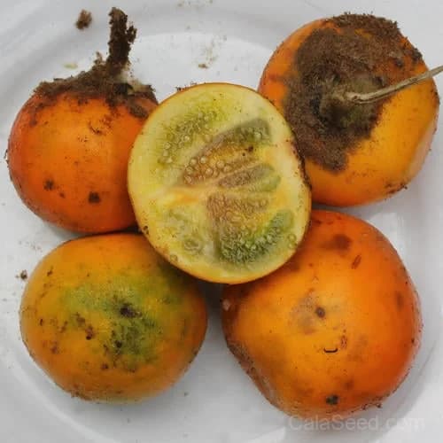 Naranjilla Seeds — Exotic Citrus Fruit for Home Gardens - View 2