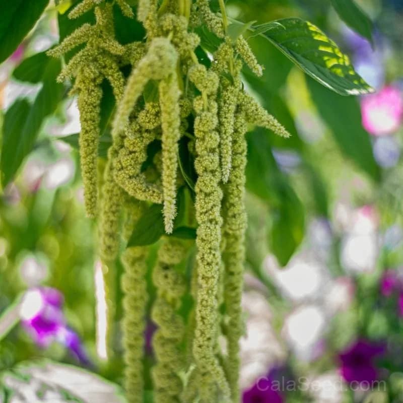 Virdis Amaranth Seeds — Vibrant Edible Ornamental Greens - Main