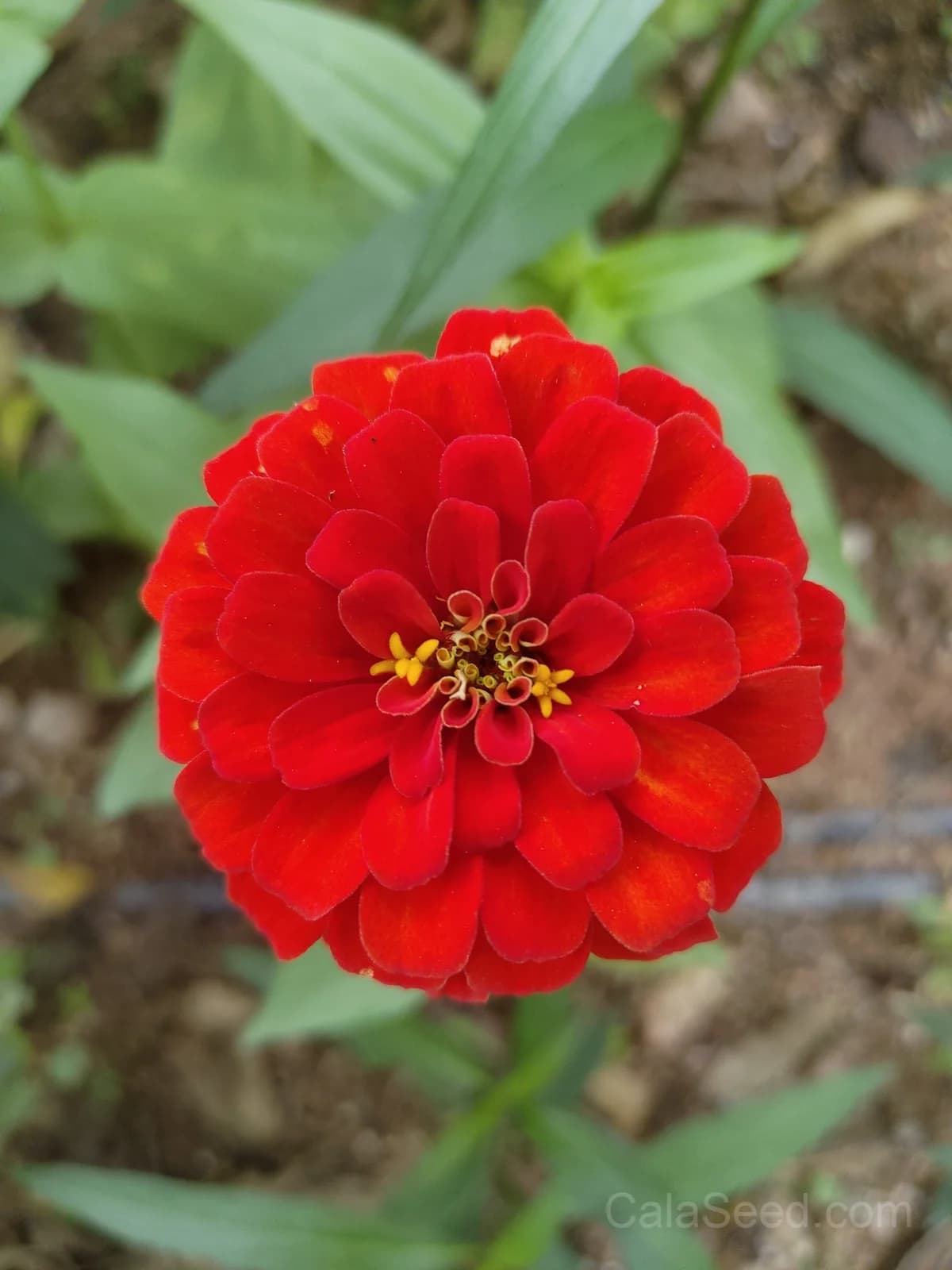 Cherry Queen Zinnia Seeds — Vibrant Heirloom Cut Flower - View 4