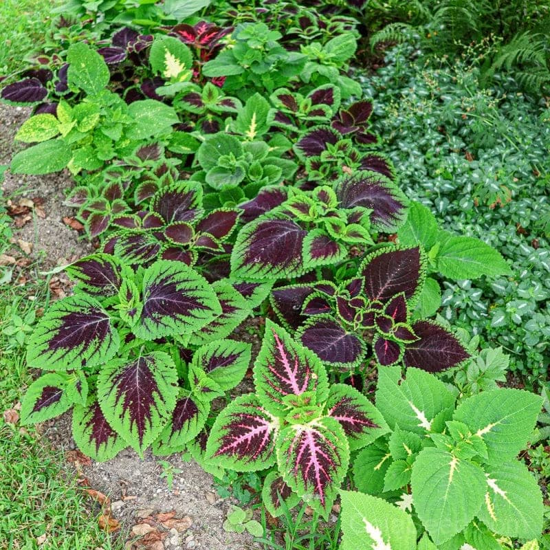 Rainbow Mix Coleus Seeds — Vibrant Foliage Mix - Alt