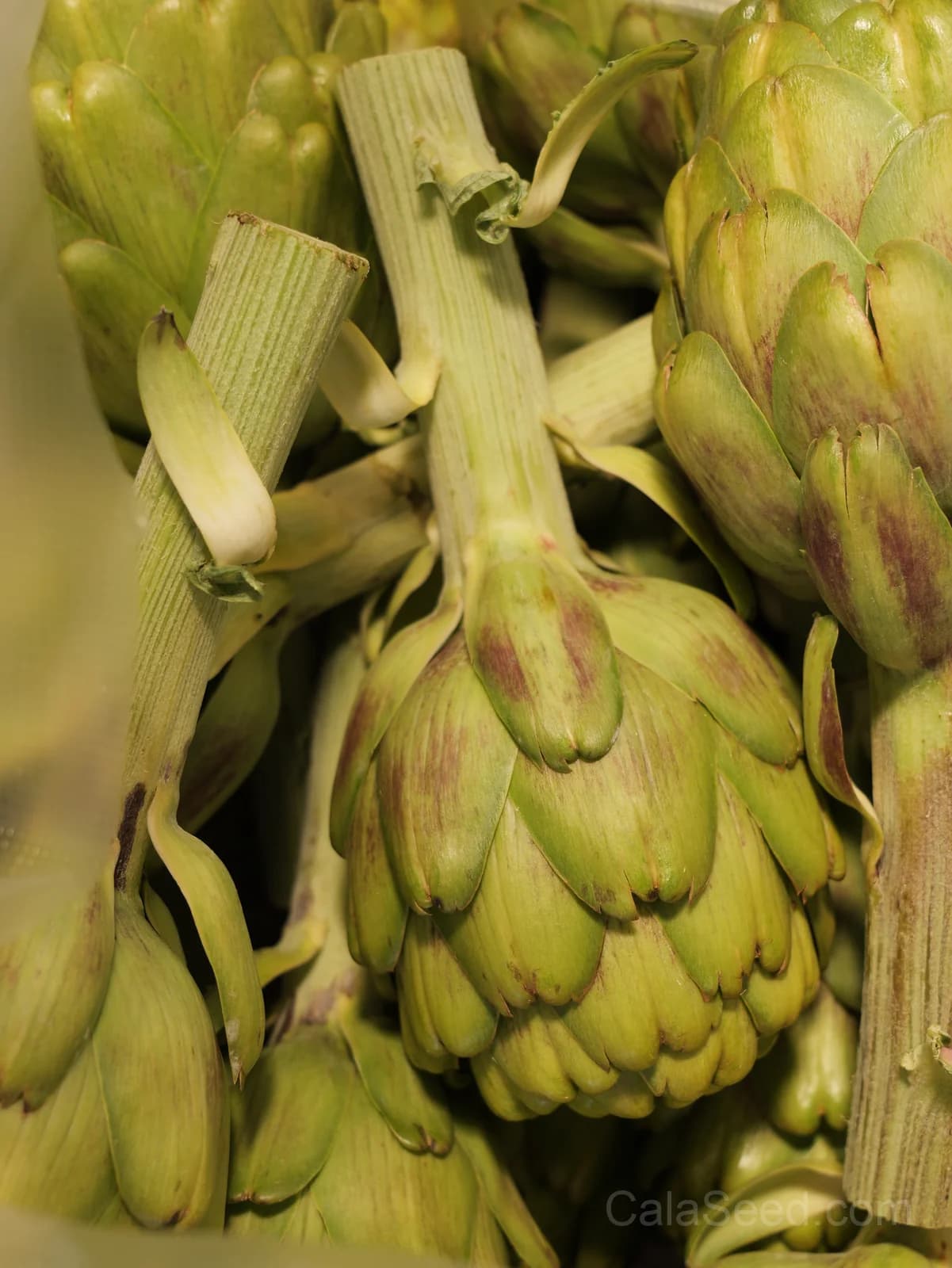 Wonder Artichoke Seeds — Perennial Gourmet Vegetable - View 5