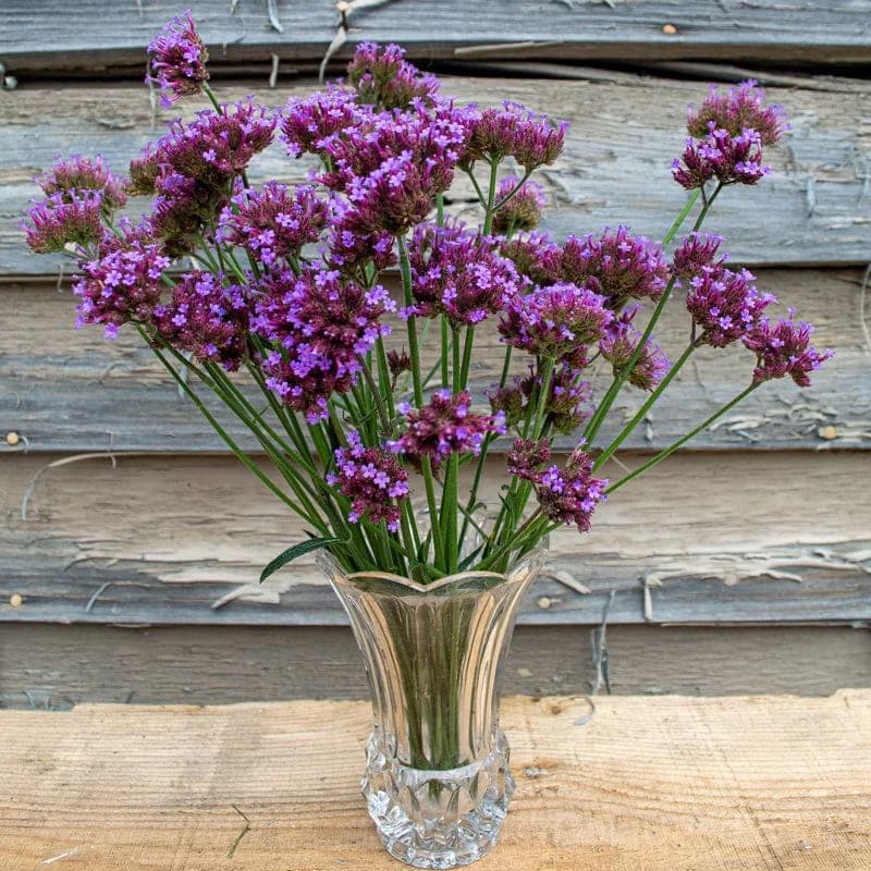 Verbena Bonariensis Seeds — Tall Purple Pollinator Magnet - View 4