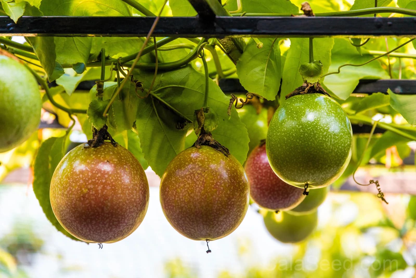 Purple Passion Fruit 'Granadilla' Seeds — Sweet Tropical Vine - View 4