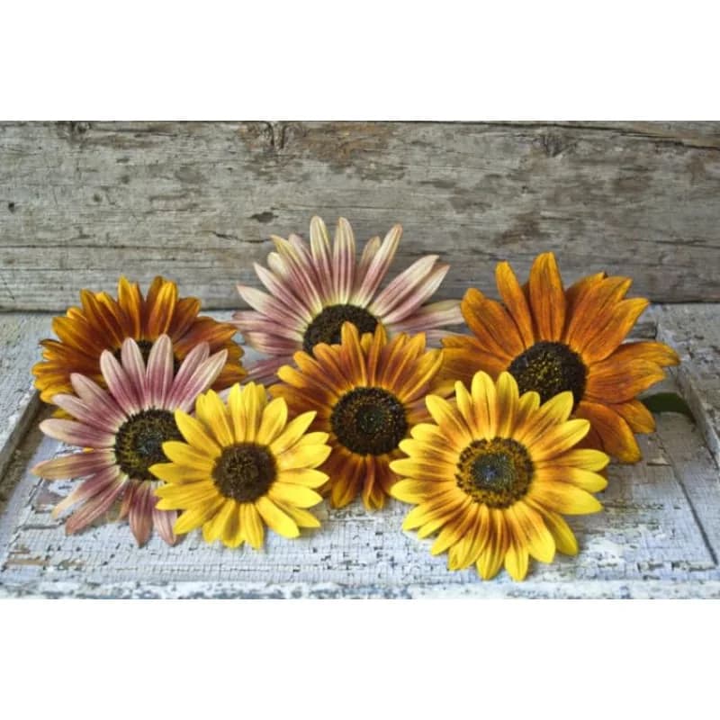 Autumn Beauty Sunflower Seeds — Vibrant Multi-Colored Blooms - Alt