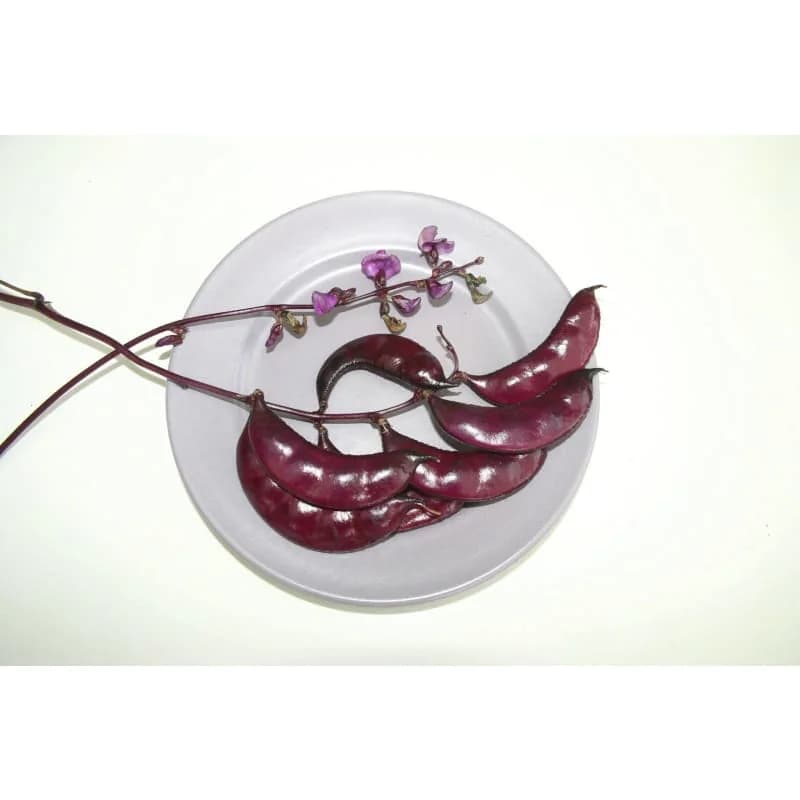 Hyacinth Bean Seeds — Ornamental Edible Vine - View 3