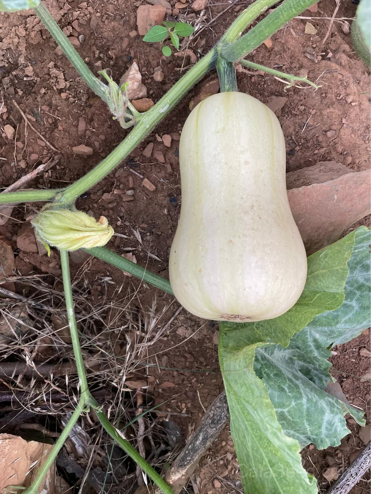 Waltham Butternut Squash Seeds — Classic Organic Winter Squash - View 6