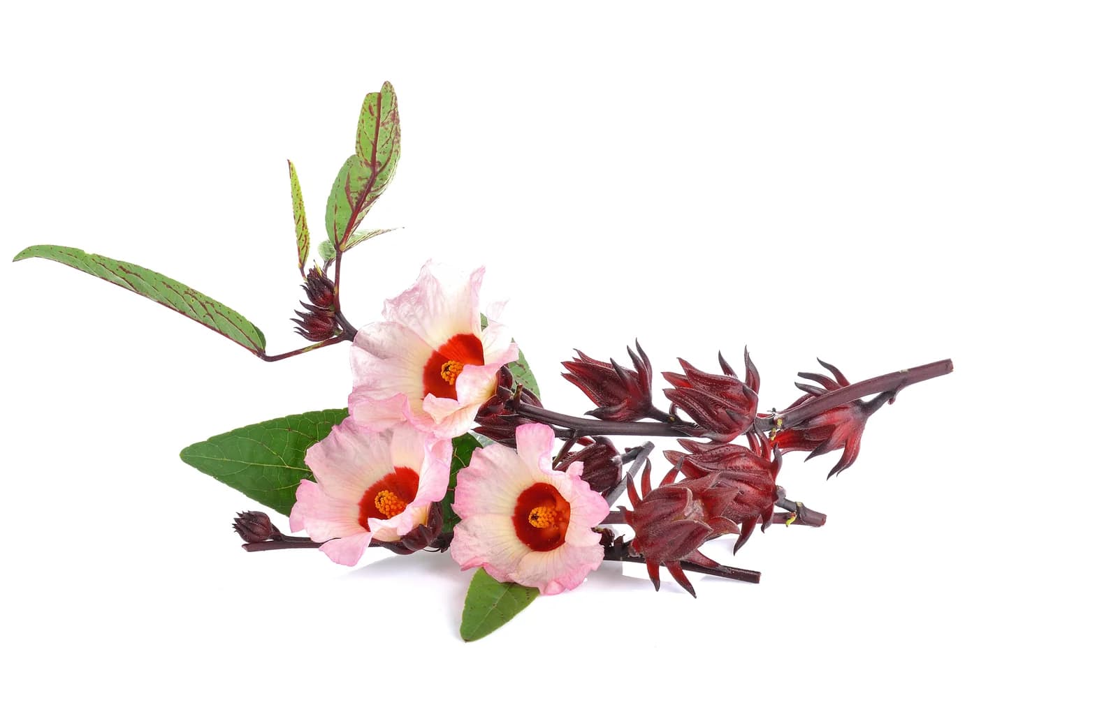 Roselle Hibiscus 'Sabdariffa' Seeds — Edible Red Calyces - View 9