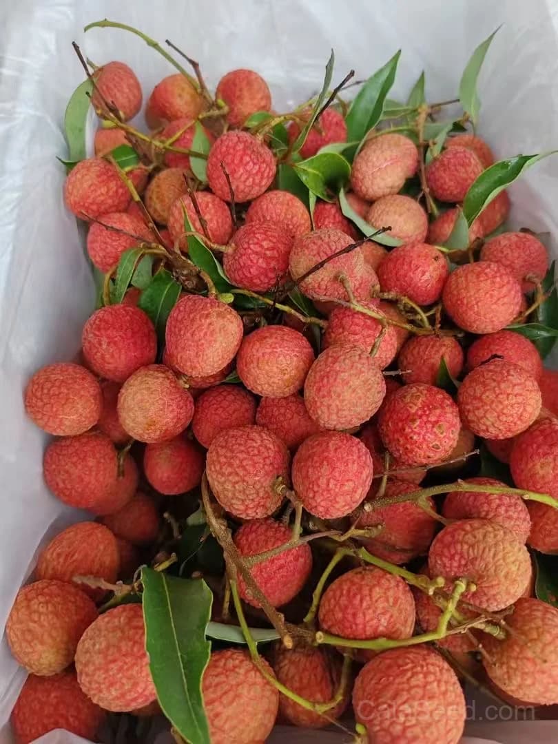 Lychee Seeds — Sweet Tropical Fruit - View 3