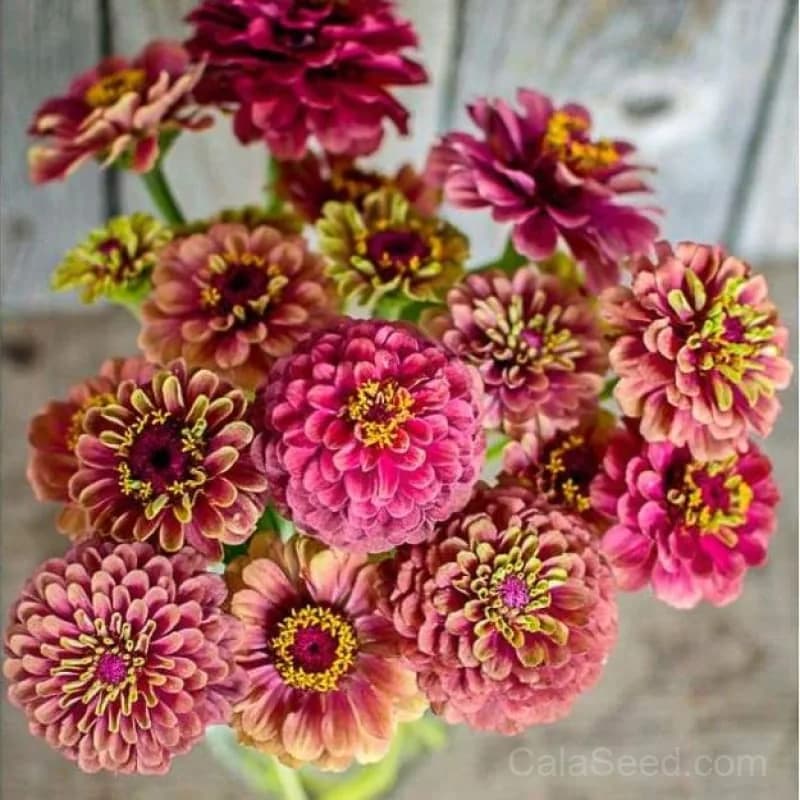 Queeny Red Lime Zinnia Seeds — Vibrant Bicolor Blooms - Main
