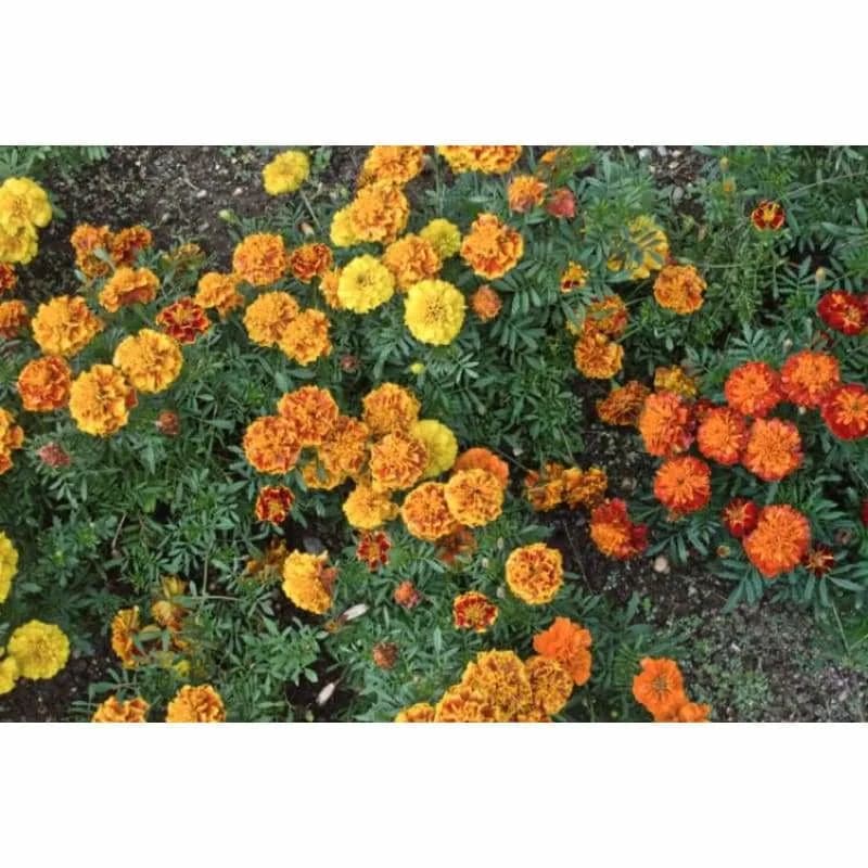 Bonanza Mix Marigold Seeds — Vibrant Dwarf Flower Blend - View 2