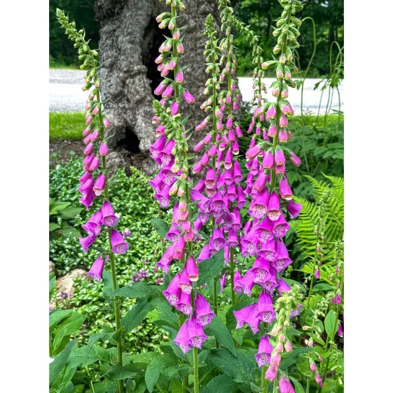 Excelsior Hybrid Foxglove Seeds — Tall Biennial Blooms - Alt