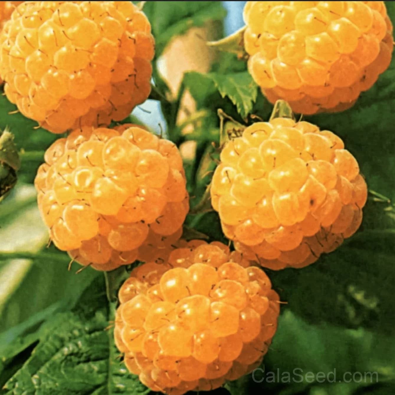 Raspberry 'Fall Gold' Seeds — Golden Ever-Bearing Fruit - View 2