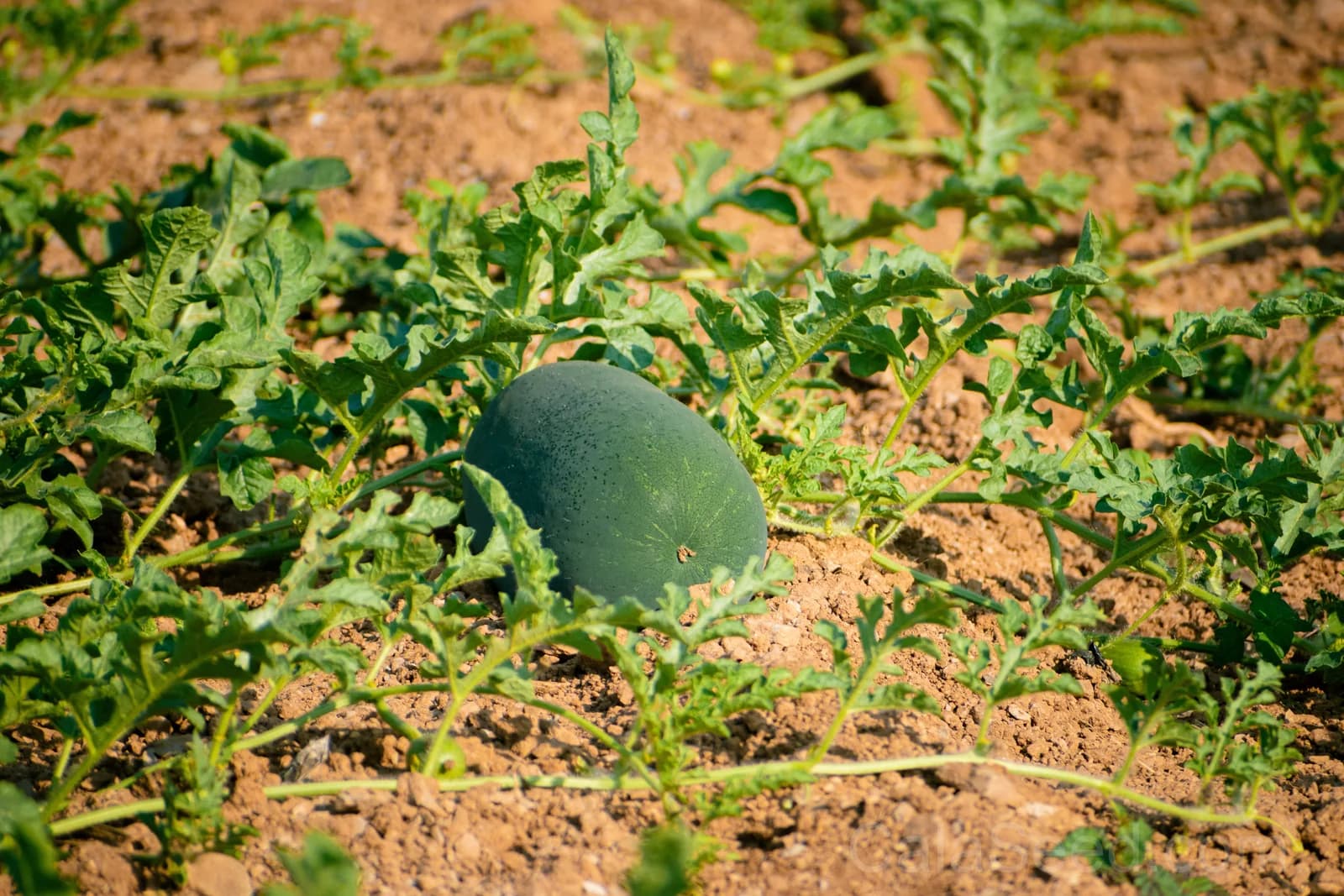 Florida Giant Watermelon Seeds — Cannon Ball Black Diamond Fruit - View 3