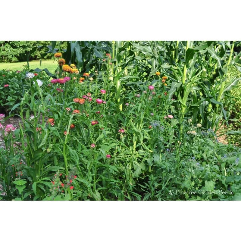 Tall Mix Strawflower Seeds — Vibrant Everlasting Blooms - Alt