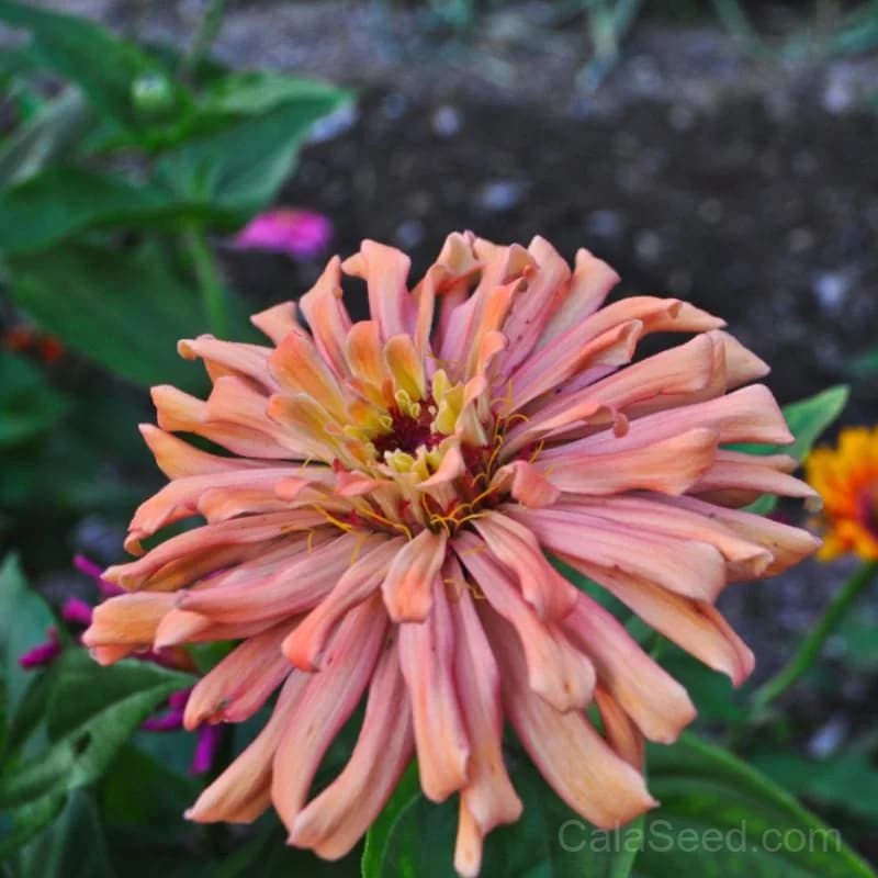 Cactus Flower Mix Zinnia Seeds — Vibrant Drought-Tolerant Blooms - View 3