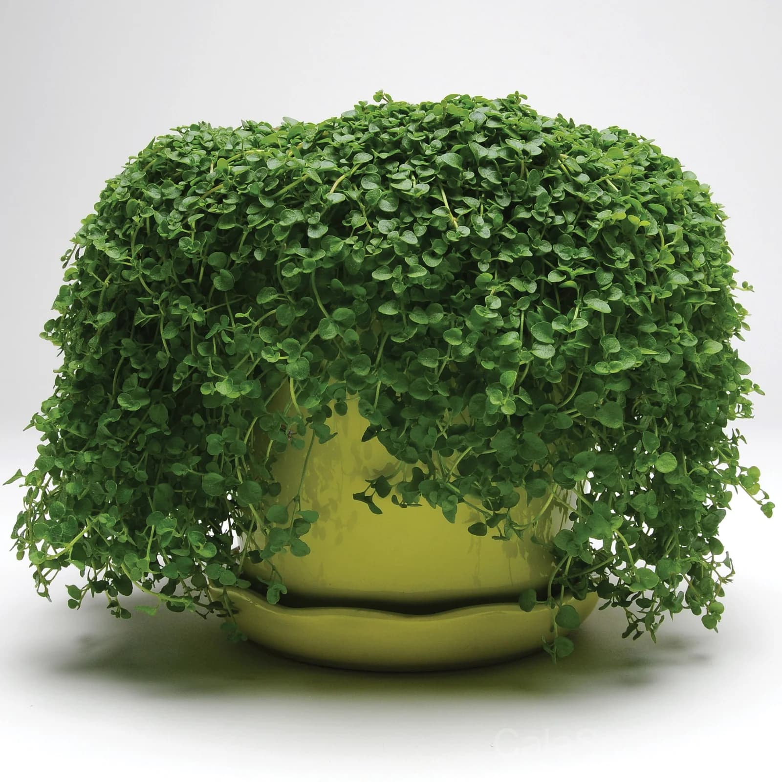 Mini Mint Seeds — Compact Herb for Containers - Main