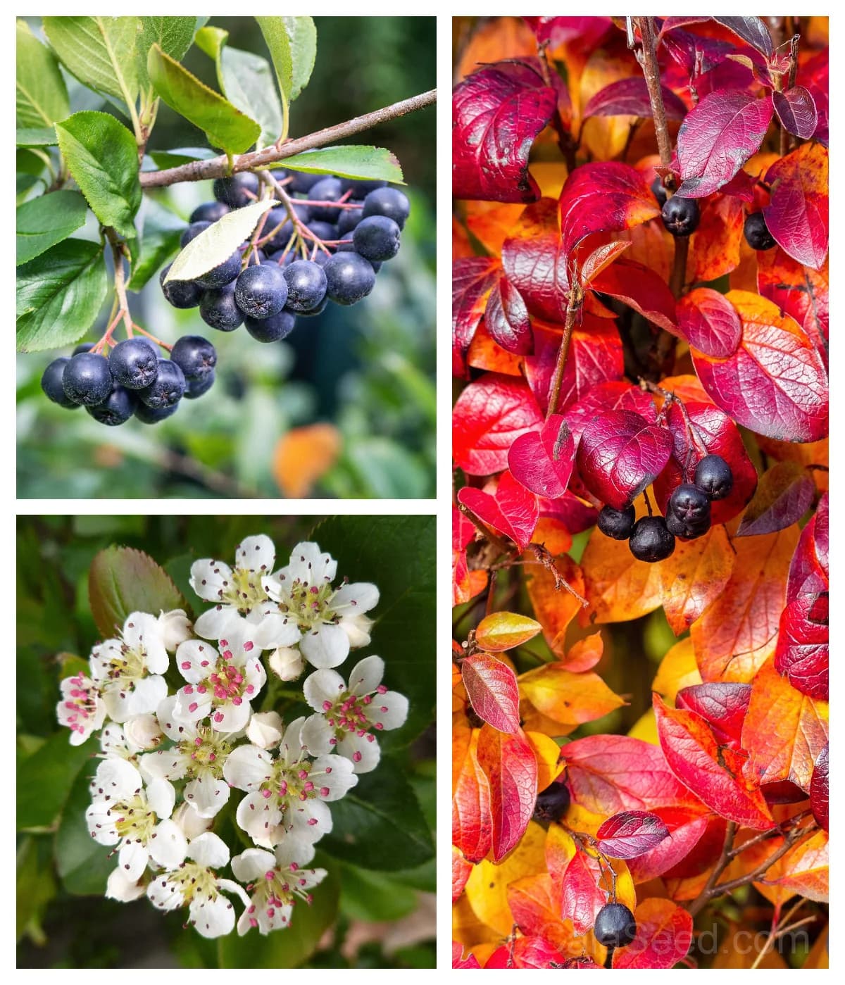 Black Chokeberry 'Aronia Melanocarpa' Seeds — White-Flowered Fruit Shrub - View 2