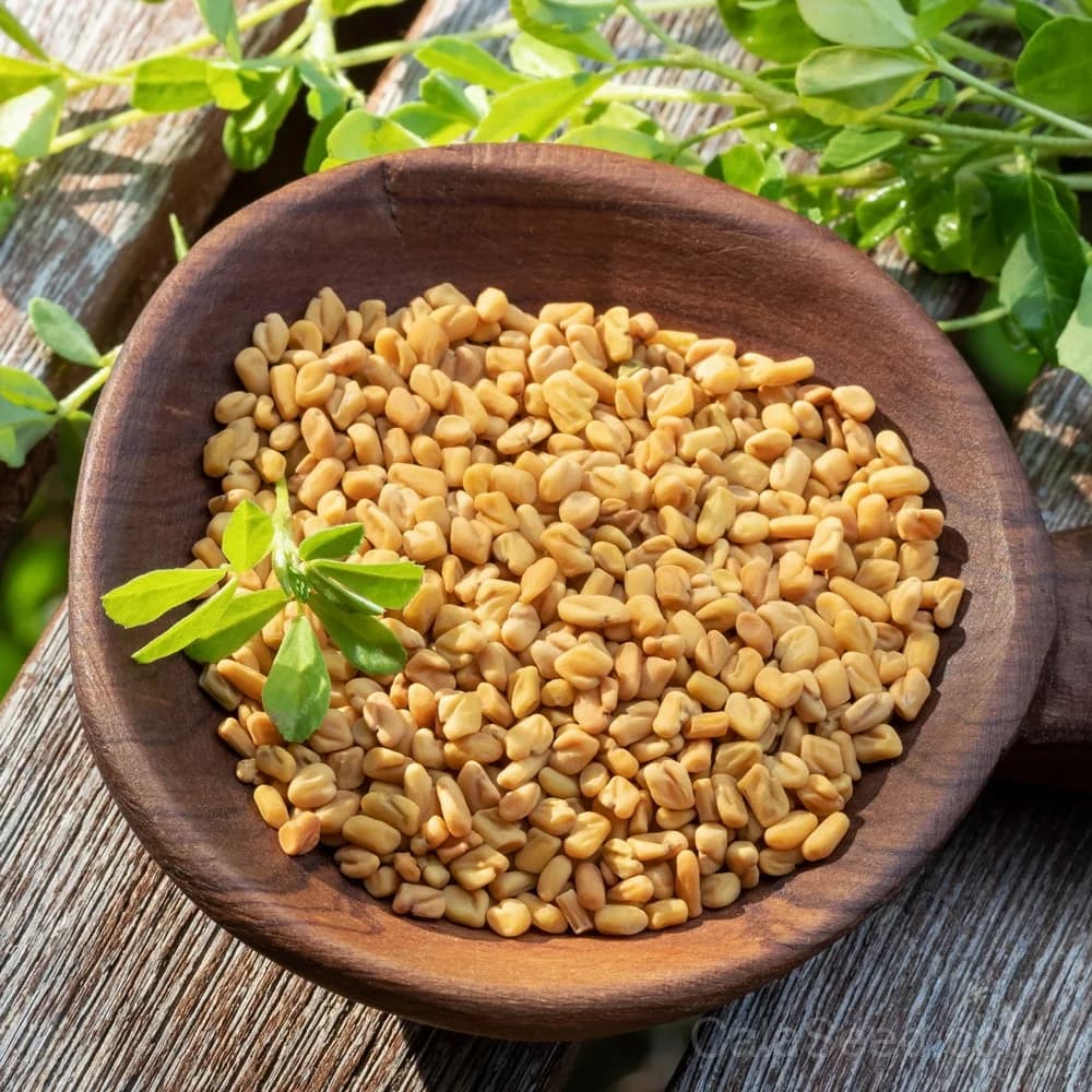 Fenugreek Seeds — Aromatic Herb for Sprouting & Spice - Main