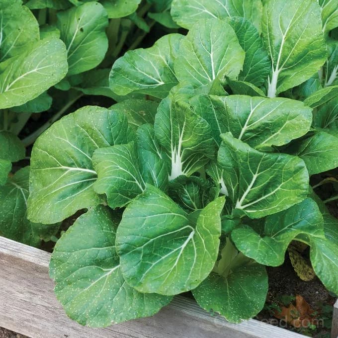Pak Choi 'White Choi' Seeds — Tender Chinese Cabbage - Alt