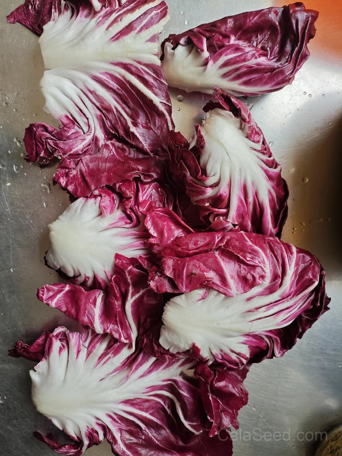 Red Verona' Chicory Seeds — Bitter Radicchio Heirloom - Alt