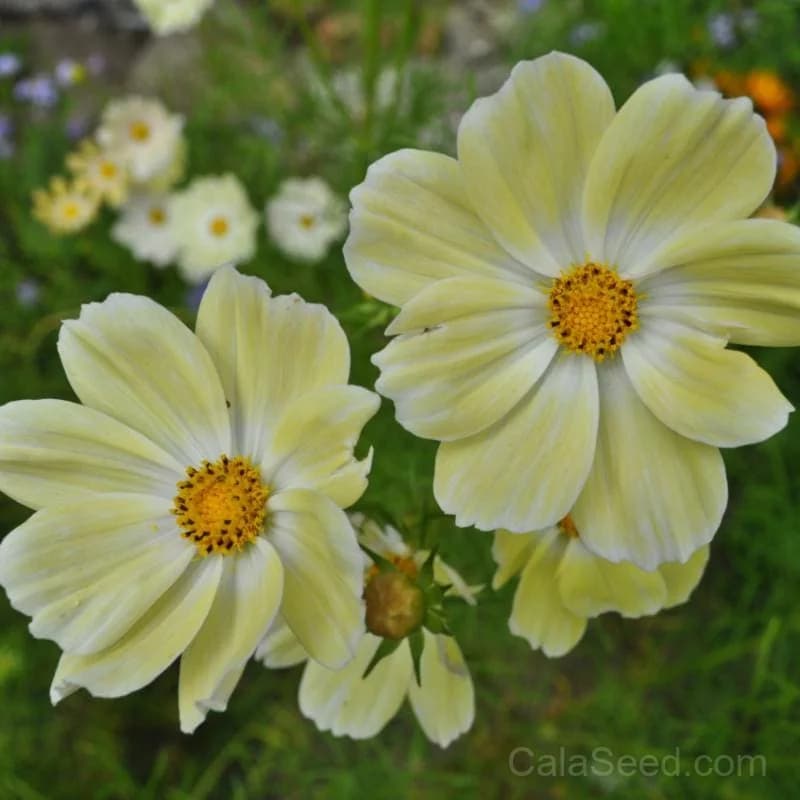 Yellow Cosmos Seeds — Bright Golden Annual Flowers - Main