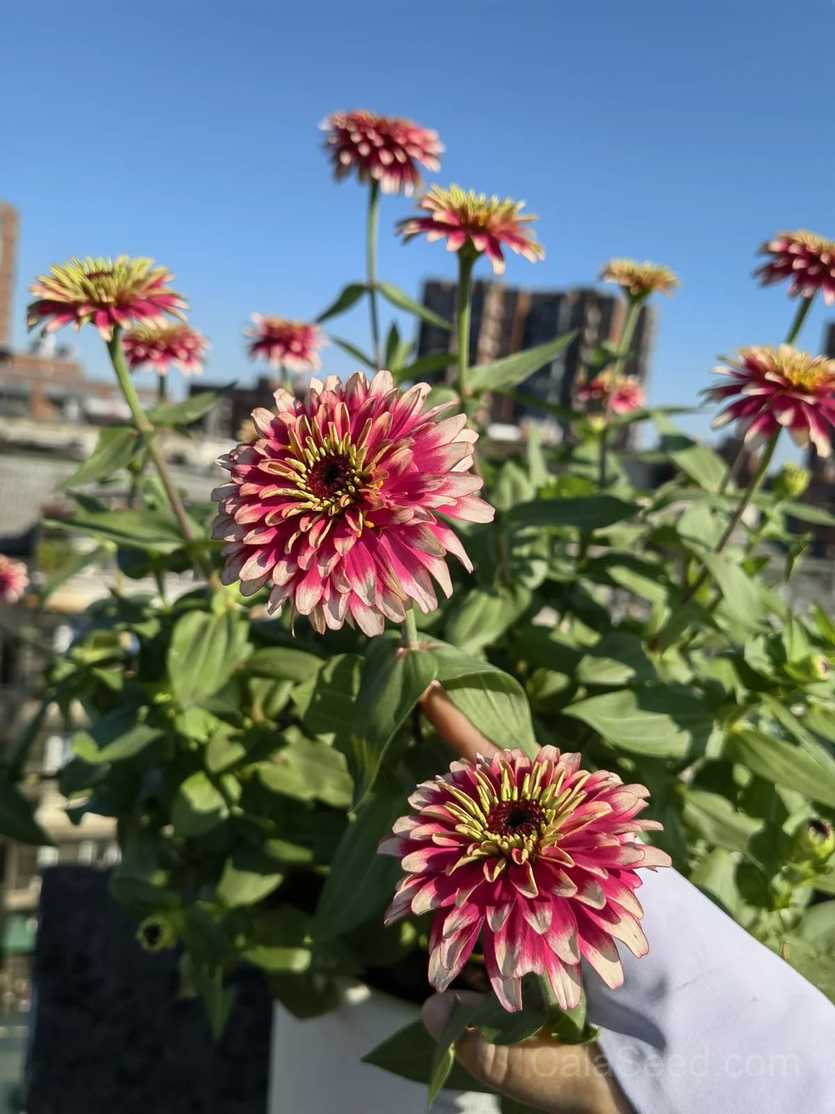 Cherry & Ivory Swizzle Zinnia Seeds — Bicolor Heirloom Cut Flower - Main