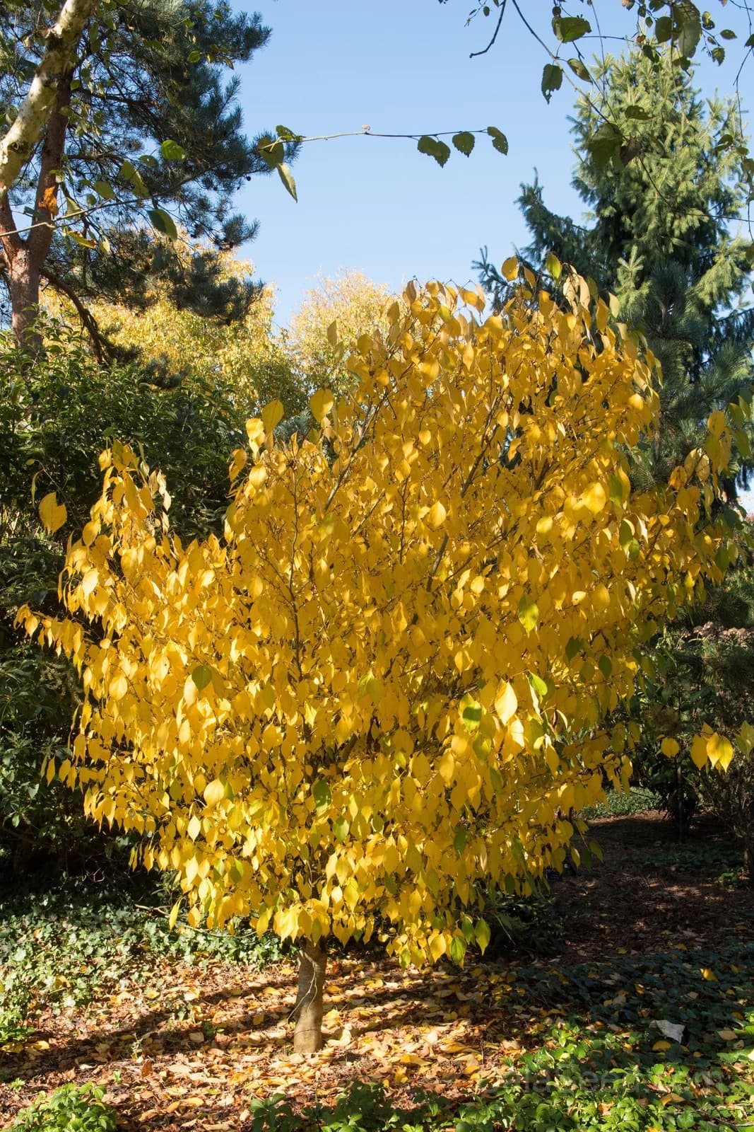 Spicebush 'Lindera Benzoin' Seeds — Native Red Berry Shrub - View 4
