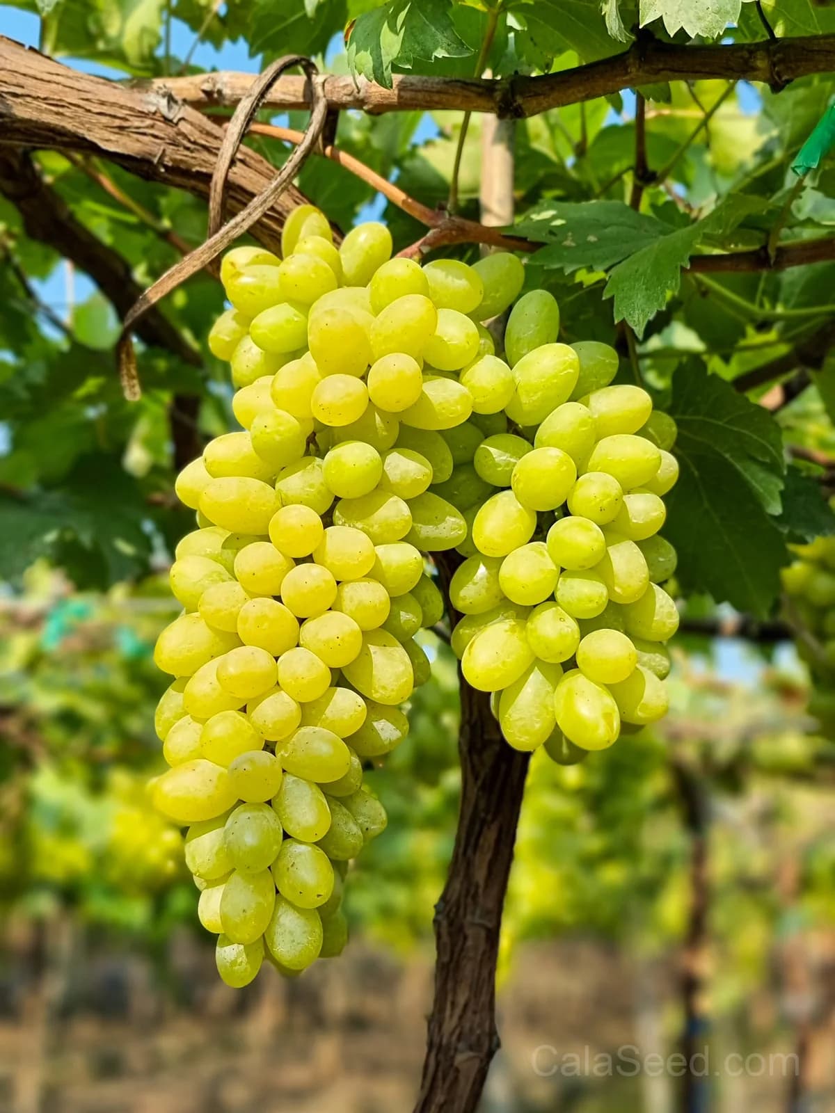 Green Dessert Grape 'Vitis Vinifera' Seeds — Sweet Table Fruit Vine - Main
