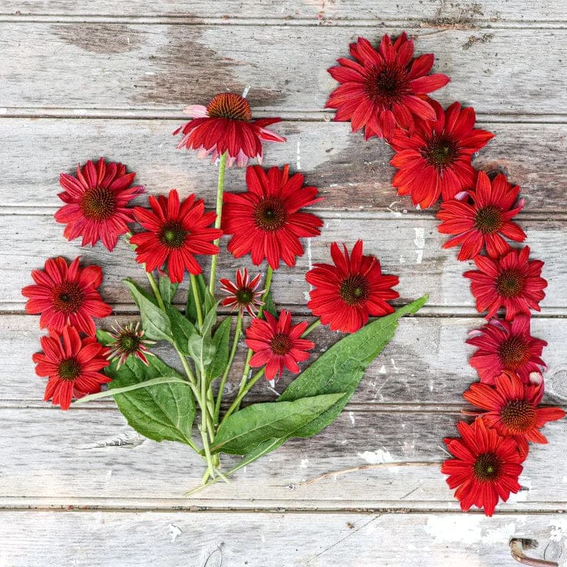 Red Ombre Artisan Echinacea Seeds — Striking Two-Tone Blooms - Alt