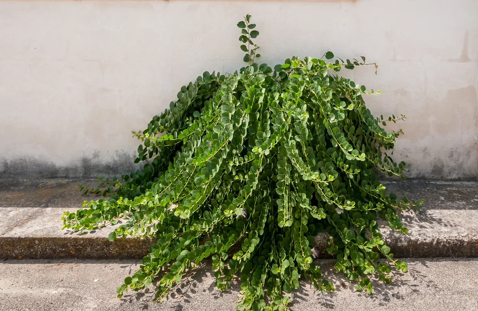 Caper Bush 'Flinders Rose' Seeds — Edible Flower Buds - View 4