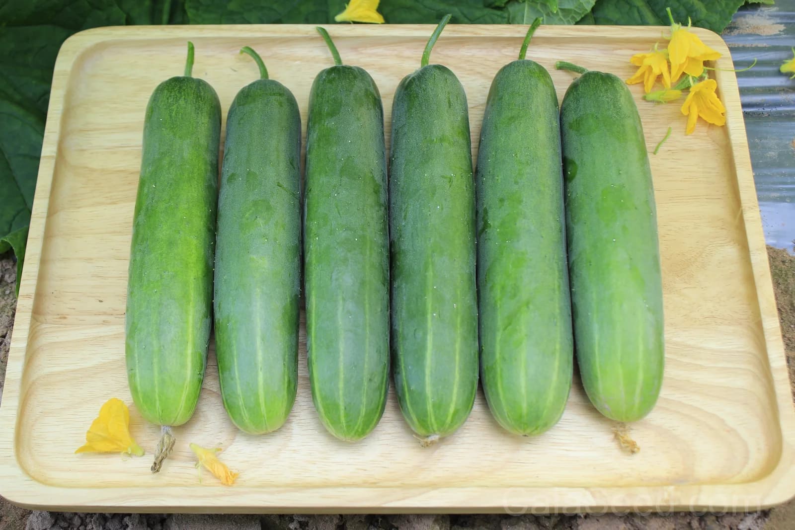 Marketmore 76 Slicing Cucumber Seeds — High-Yield Garden Fruit - View 2